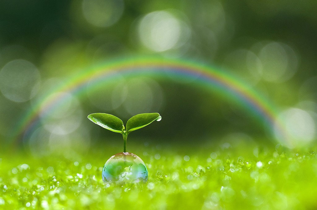 虹、緑、芽生え